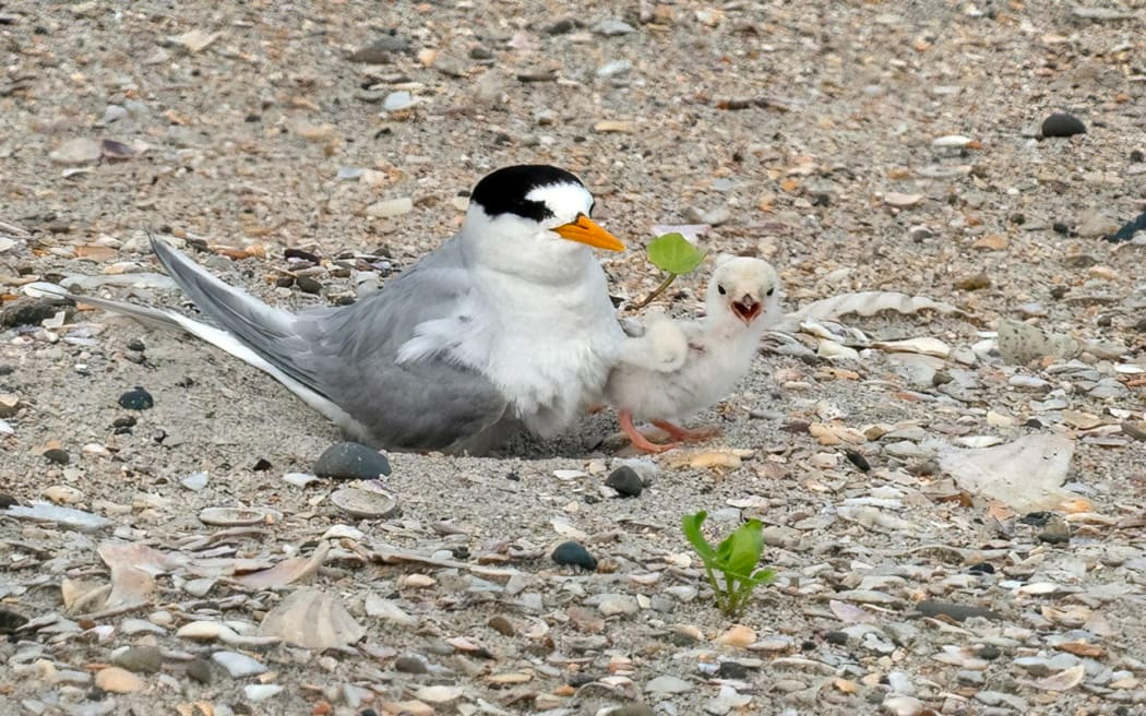 Dog owners asked to keep away from nesting sites used by NZ's rarest bird